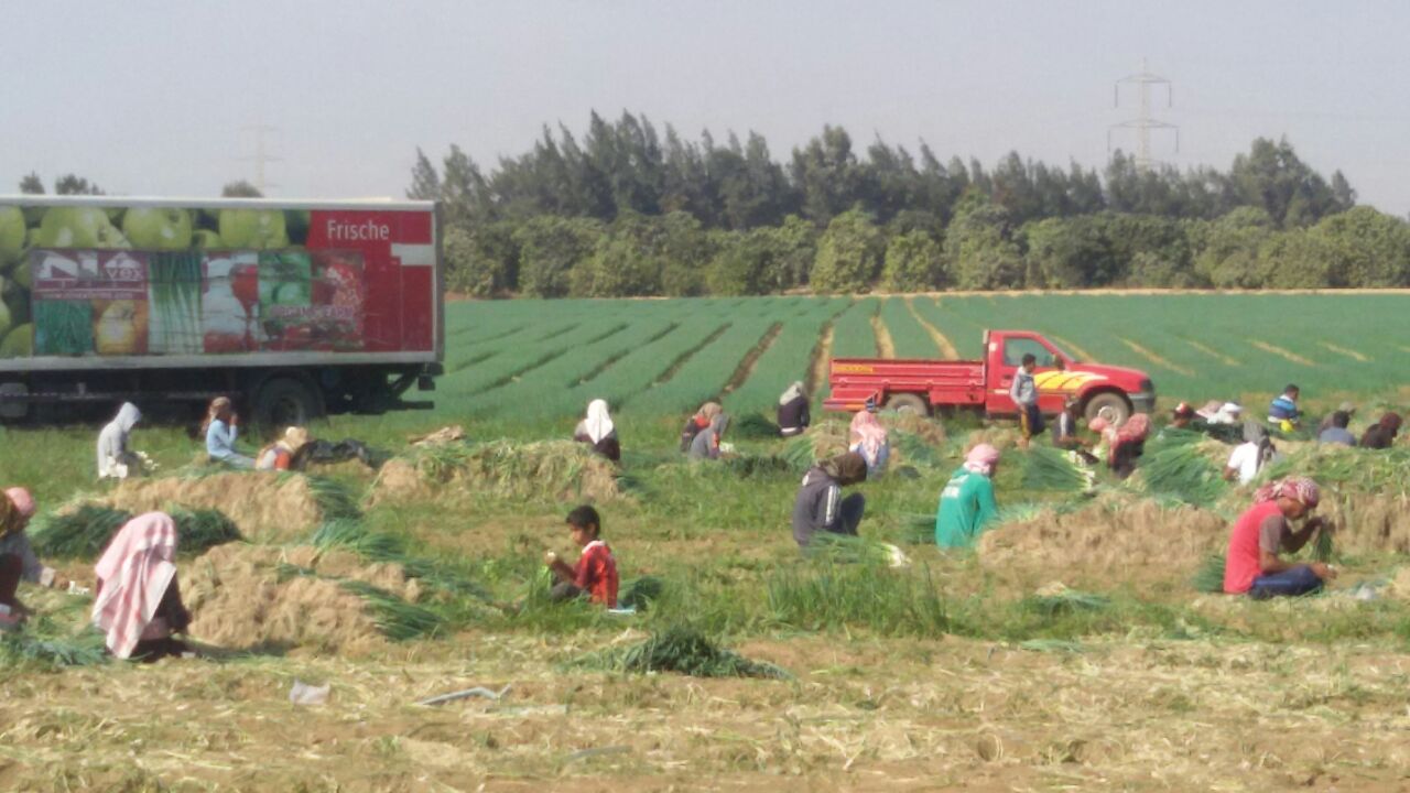Farm workers collecting Spring Onion on the field (Source: WIkimedia Commons)