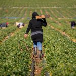 Farm,Field,Workers,Warm,While,HarvestingFarm