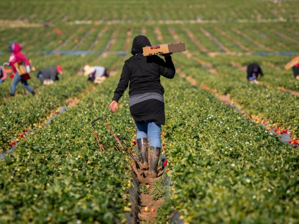 Farm,Field,Workers,Warm,While,HarvestingFarm