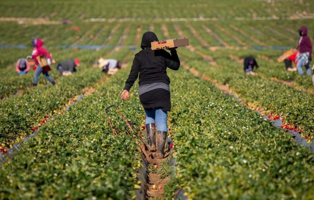 Farm workers in the fields during the harvest. Photo source: F Armstrong Photography / Shutterstock.